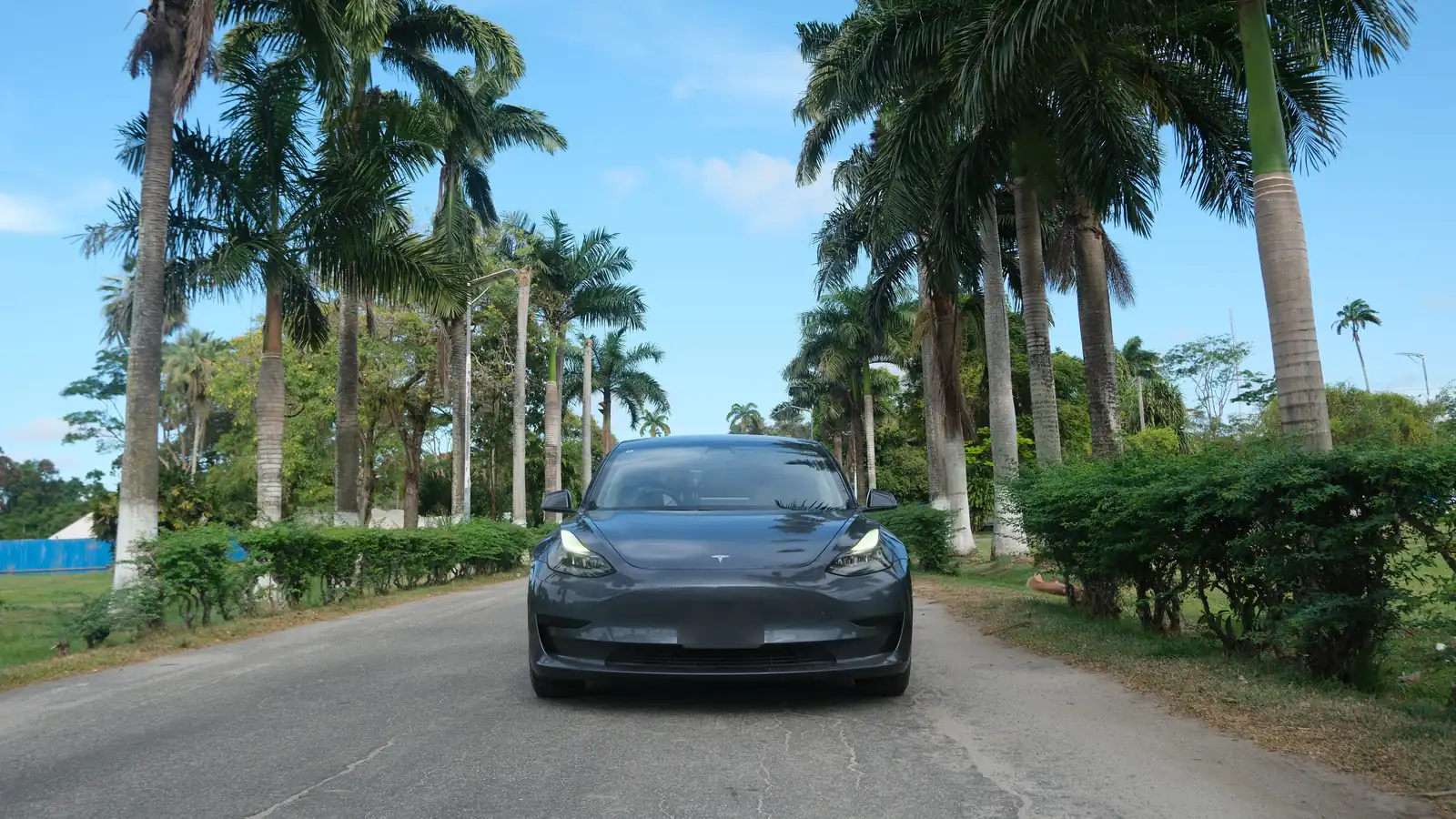 Vista de frente de un Tesla Model 3 gris oscuro en una avenida bordeada de palmeras en el Jardín Botánico de Georgetown